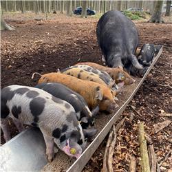 #41: Op bezoek bij de buitengewone varkens van Josse Haarhuis