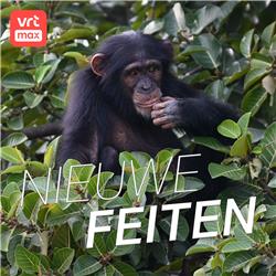 In Oeganda eten Chimpansees tegenwoordig vleermuizenpoep, en dat is geen goede zaak
