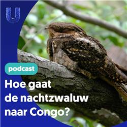 487. Hoe gaat de nachtzwaluw naar Congo?