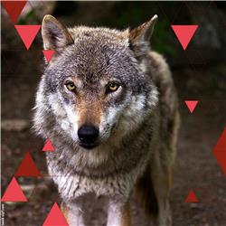 De wolf is terug | Lezing en gesprek met milieufilosoof Martin Drenthen