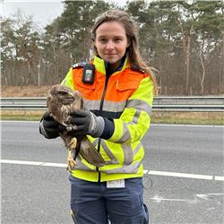 #3 - Roofvogel in nood gered op de snelweg