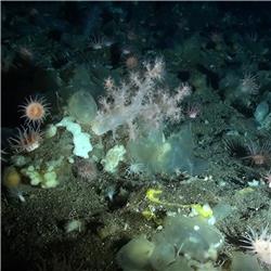 Diepzeeonderzoek als ontdekkingsreis in het grote onbekende. Met marien geoloog Furu Mienis.