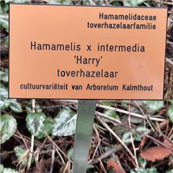 125: De toverhazelaars van Arboretum Kalmthout deel 1