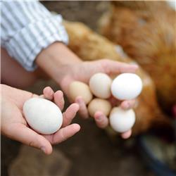 Legpluimveehouderij: Wie kiest er eieren voor zijn geld?