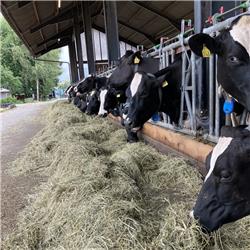 Melkveehouderij in Zweden: Wat valt er van te leren