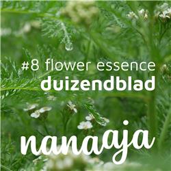 #8 Flower Essence ~ Duizendblad