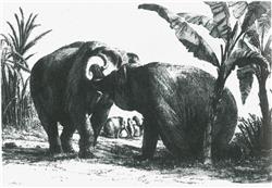 Hans en Parkie; olifanten voor stadhouder Willem V